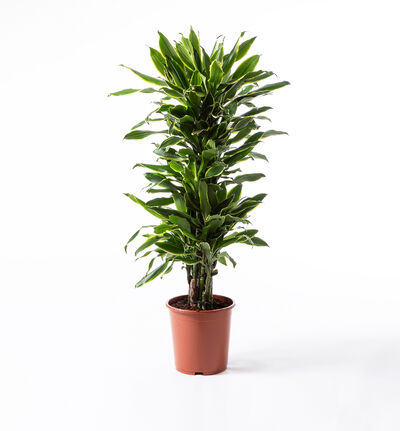 Dracaena Golden Coast  Dracaena Golden Coast